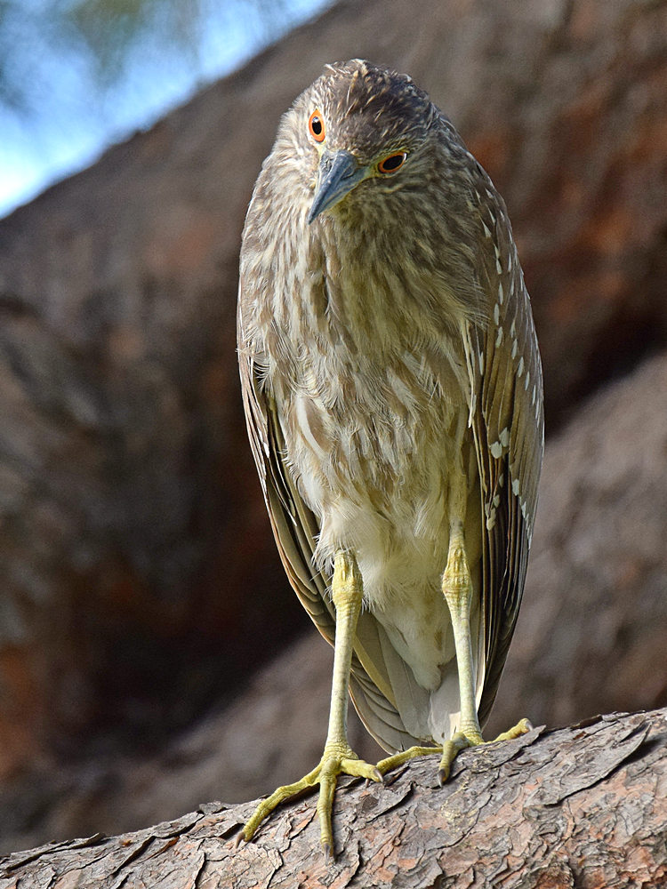 Heron.jpg