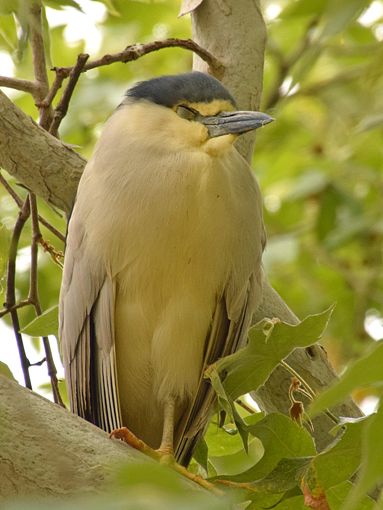 Heron.jpg
