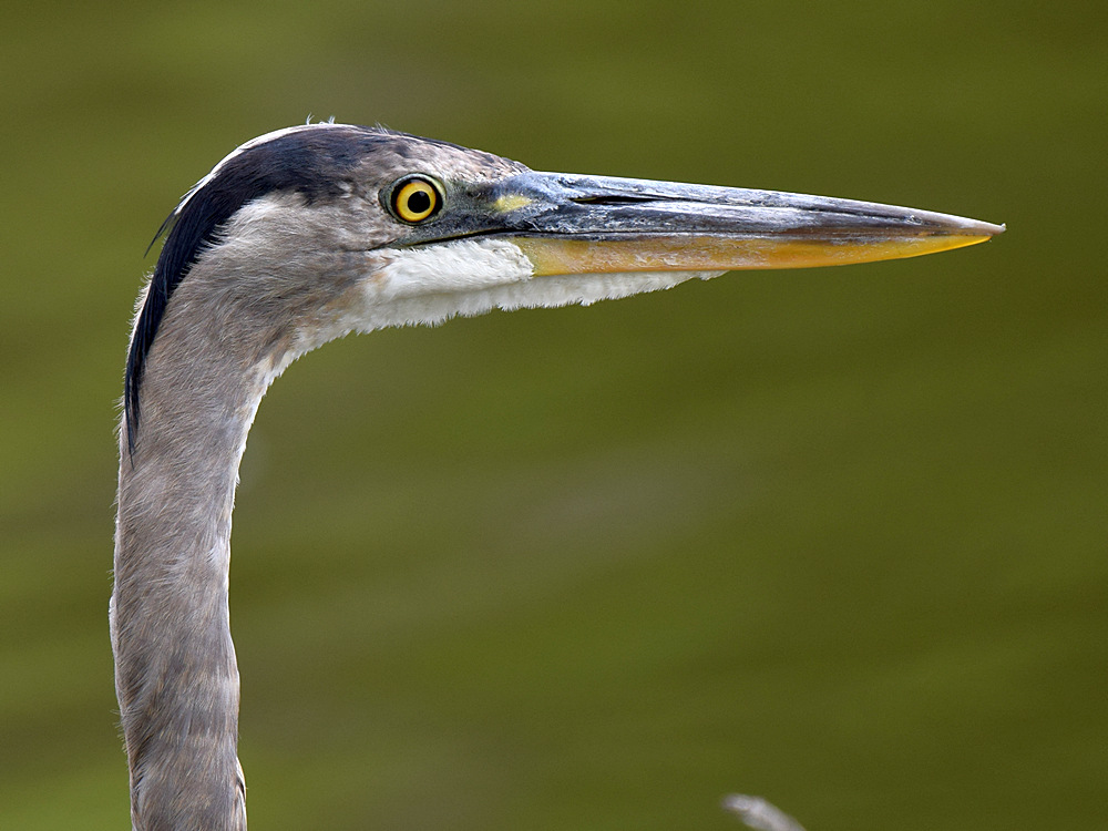 Heron.jpg