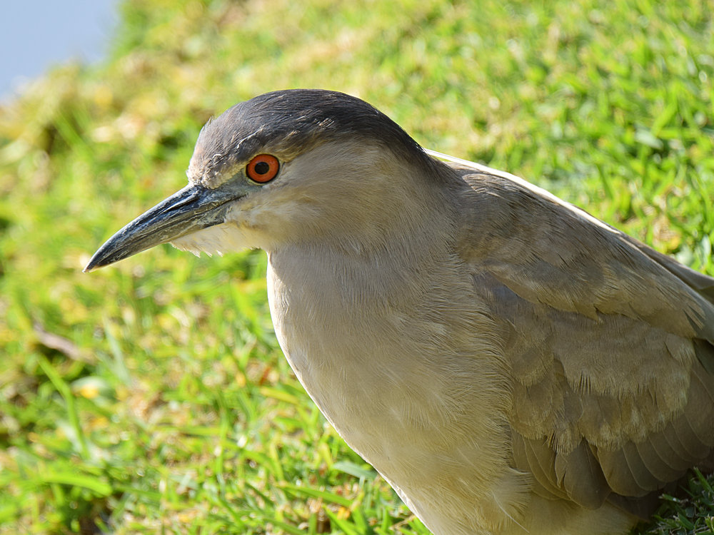 Heron.jpg