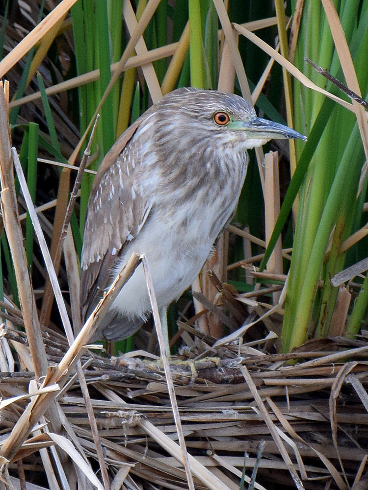 Heron.jpg
