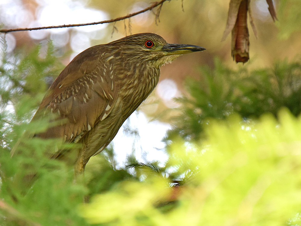 Heron.jpg