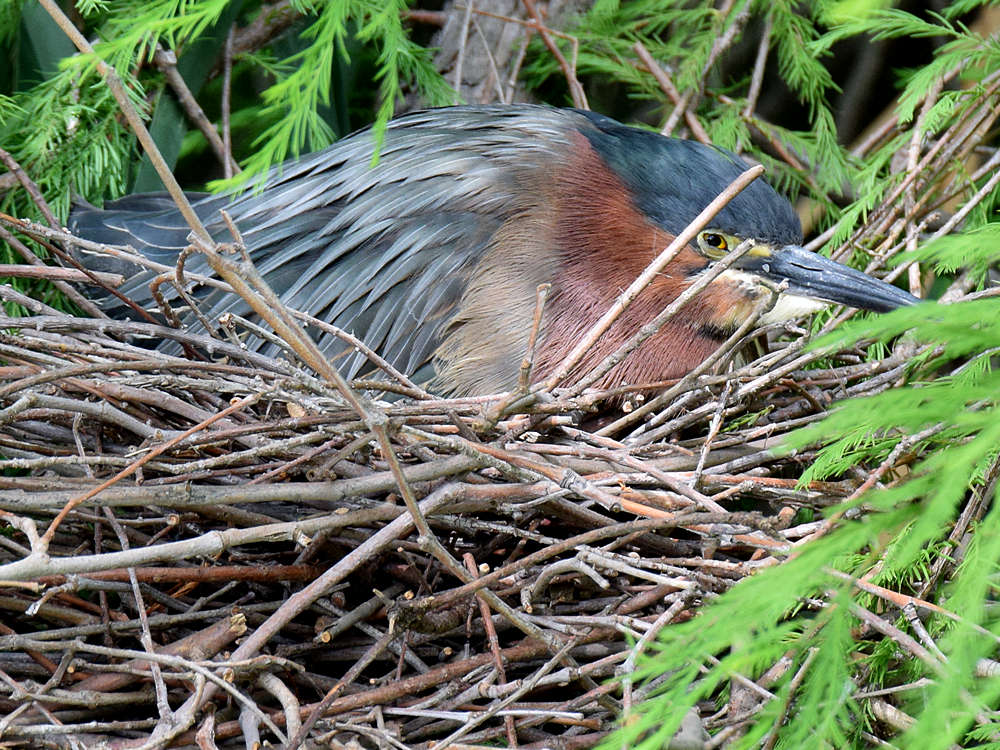 Heron.jpg