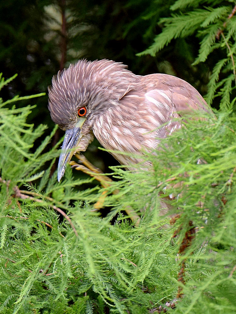 Heron.jpg