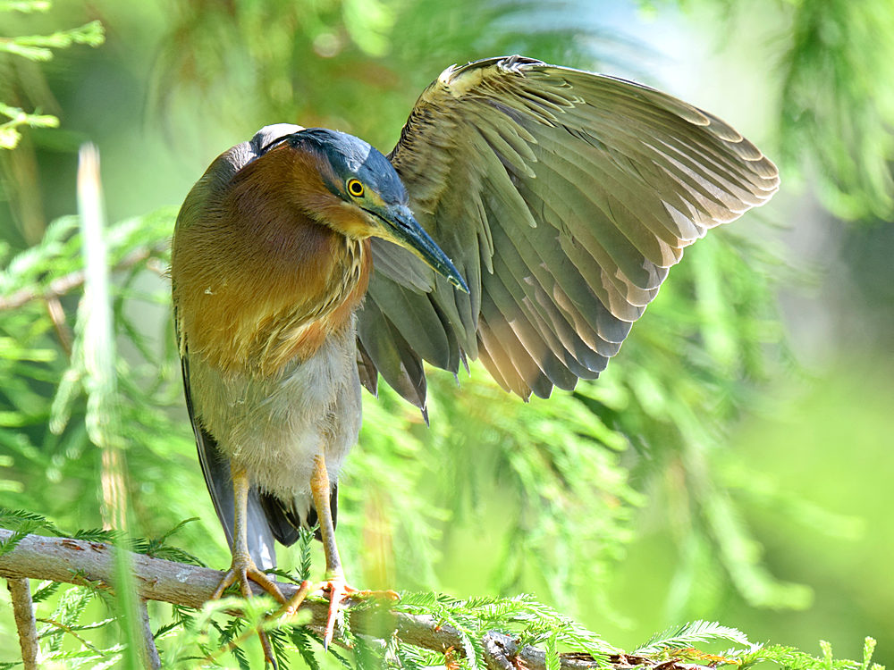 Heron.jpg