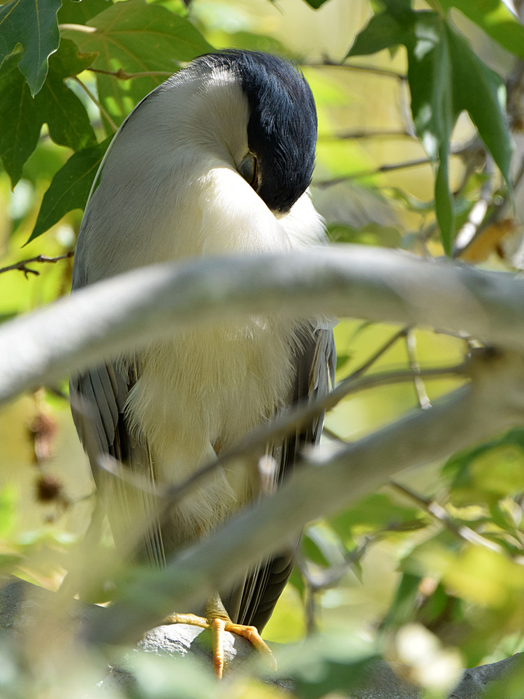 Heron.jpg