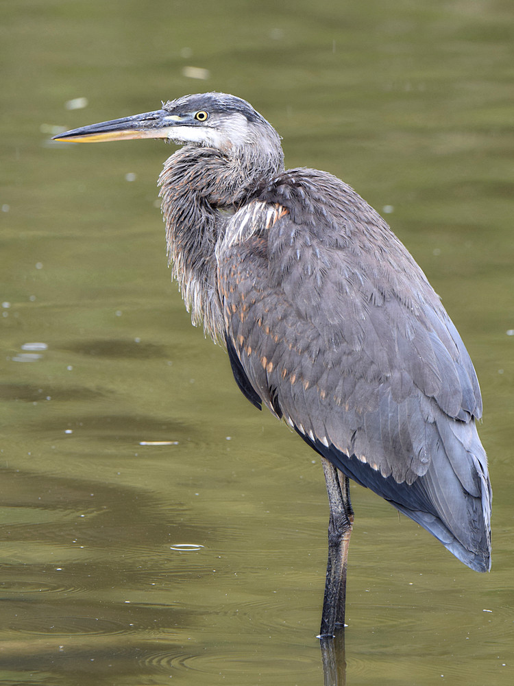 Heron.jpg