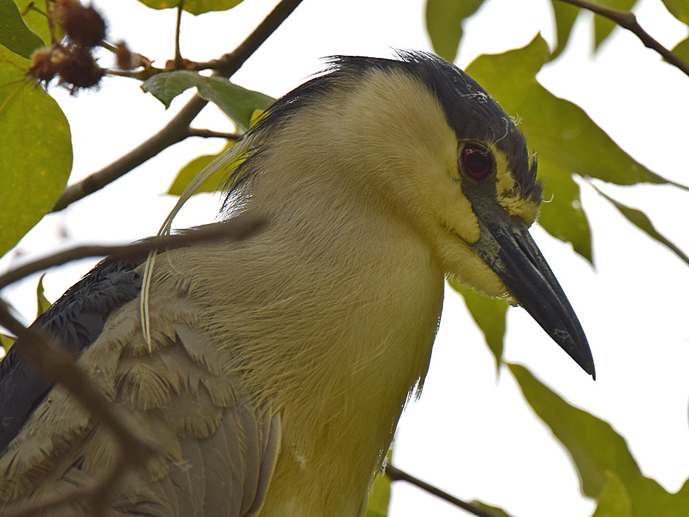 Heron.jpg