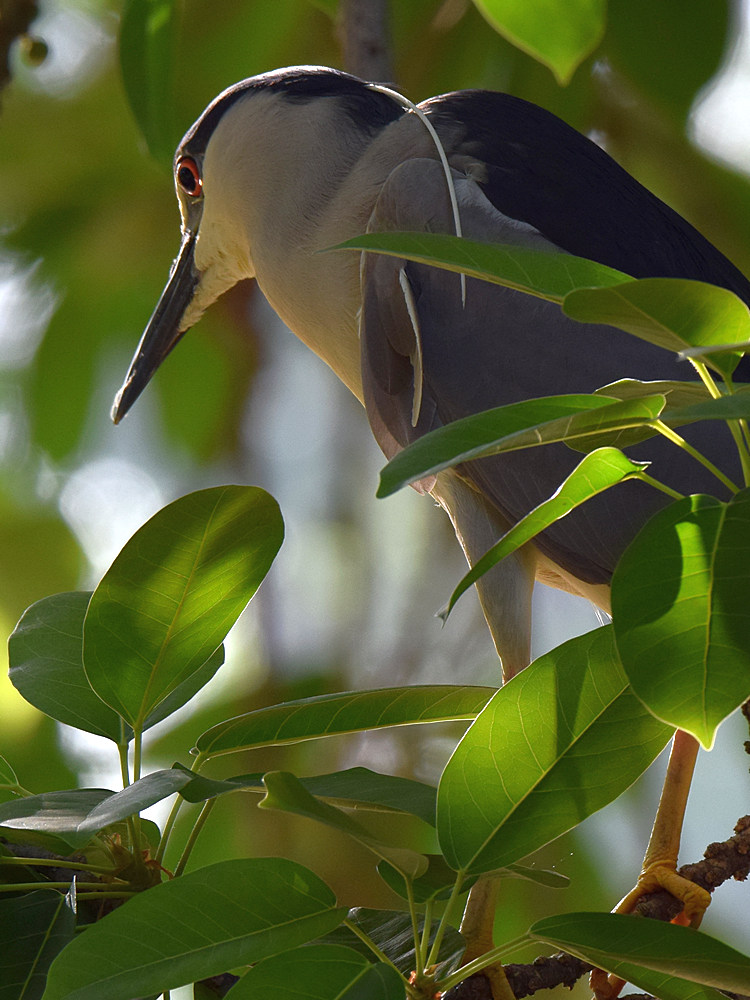 Heron.jpg