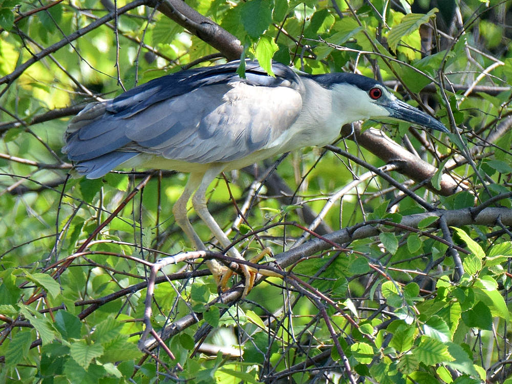 Heron.jpg