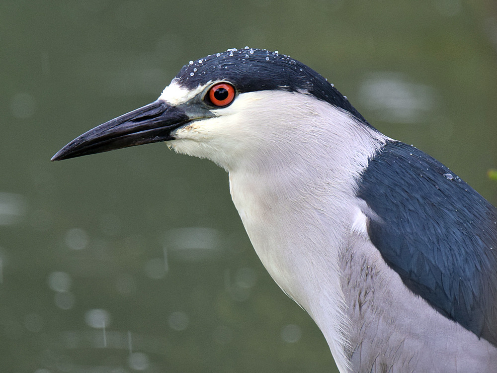 Heron.jpg