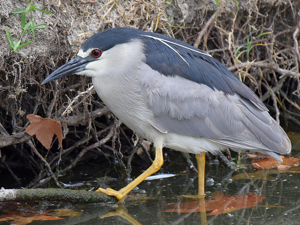 Heron.jpg