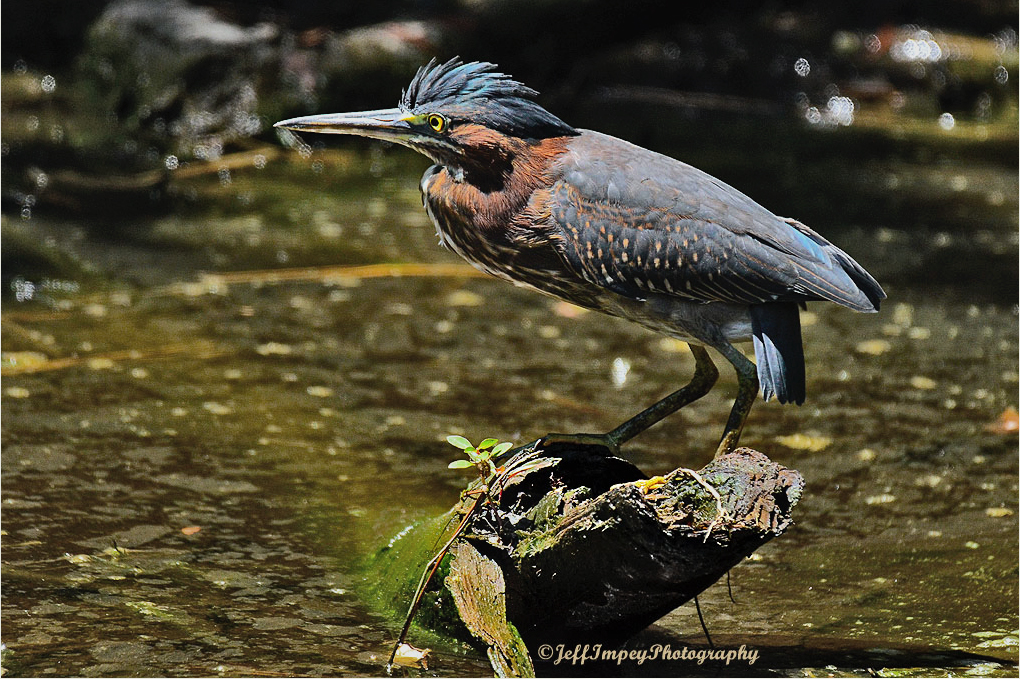 heron.jpg