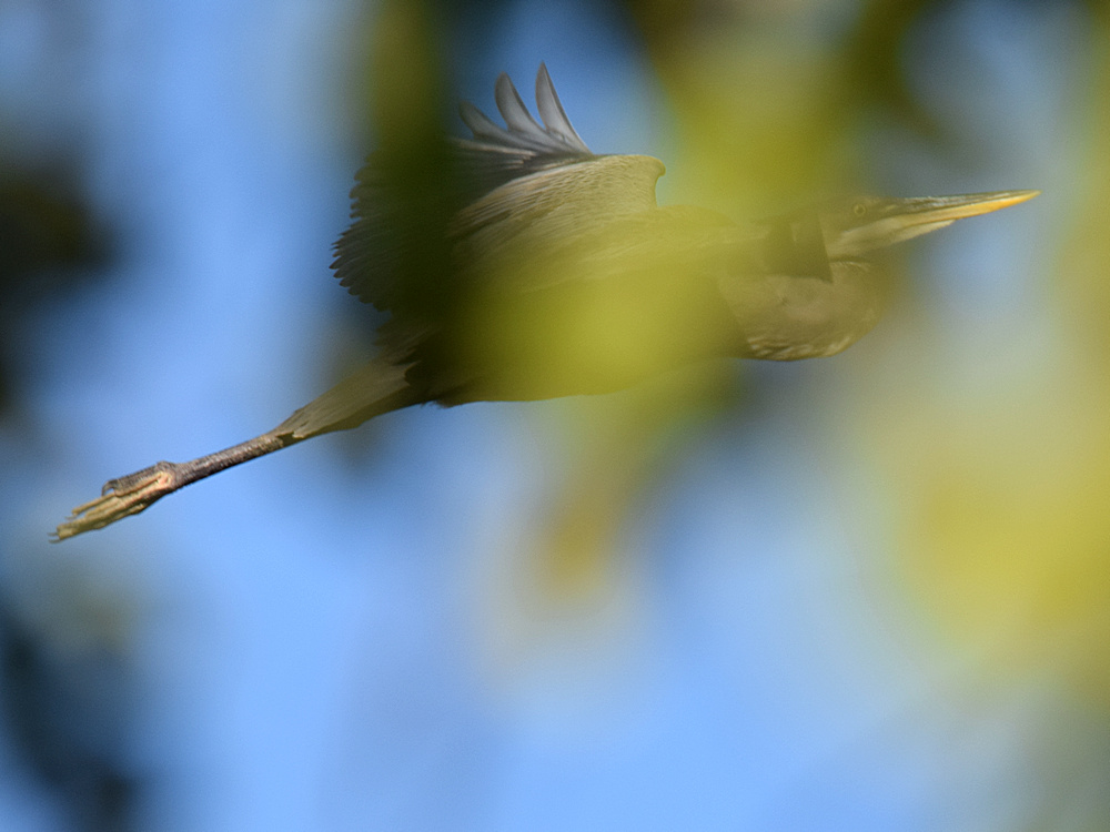 Heron.jpg