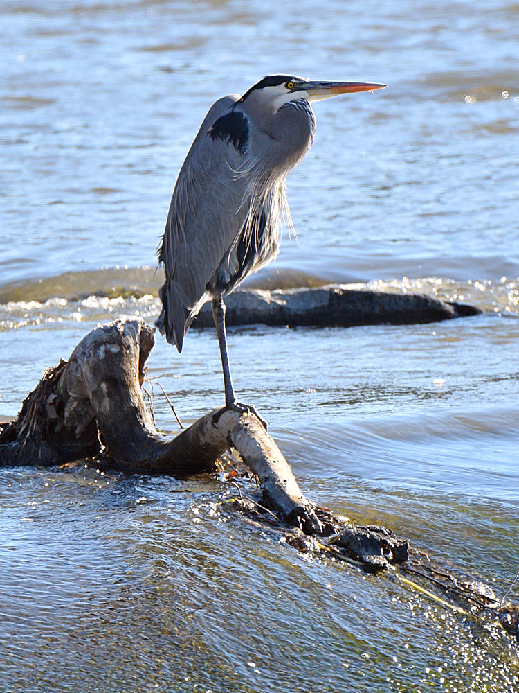 Heron.jpg