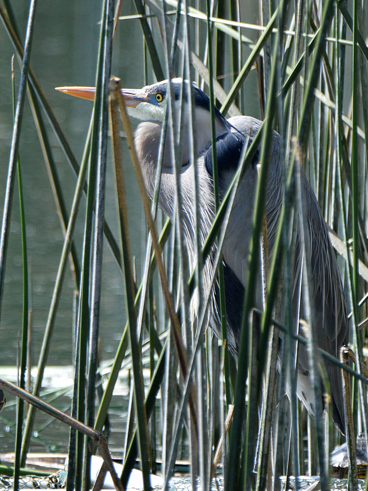 Heron.jpg