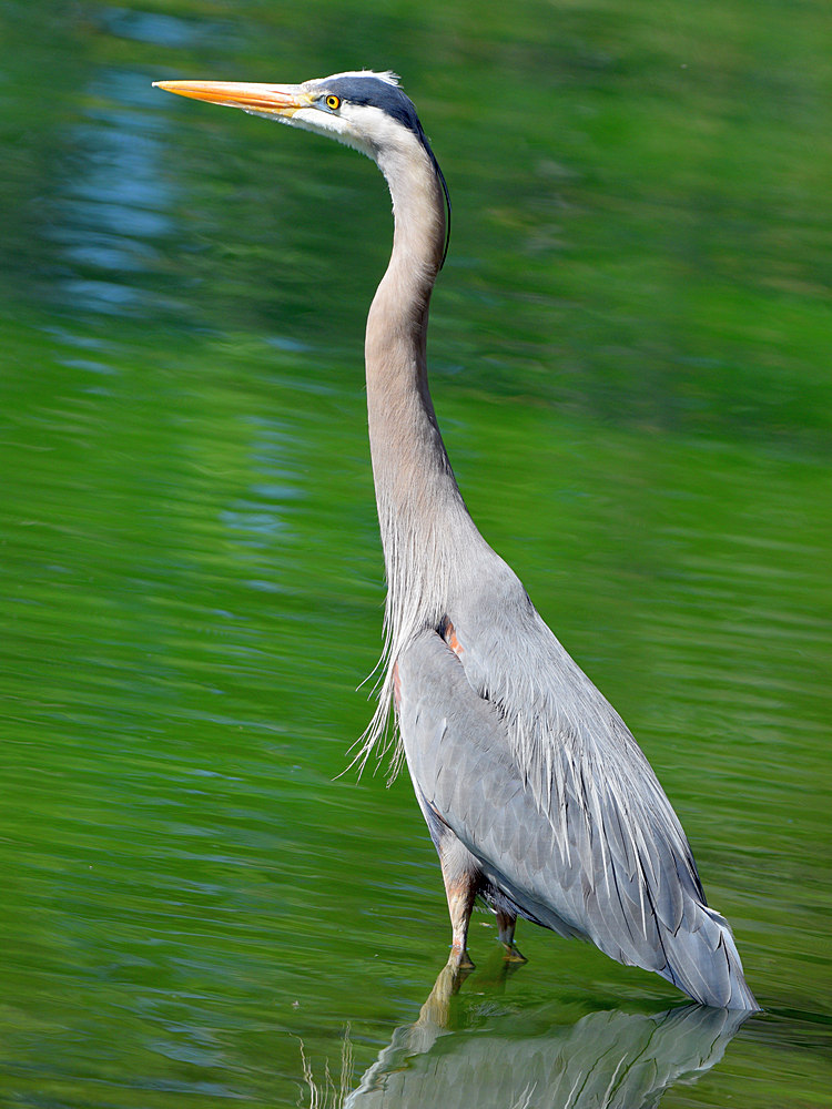 Heron.jpg