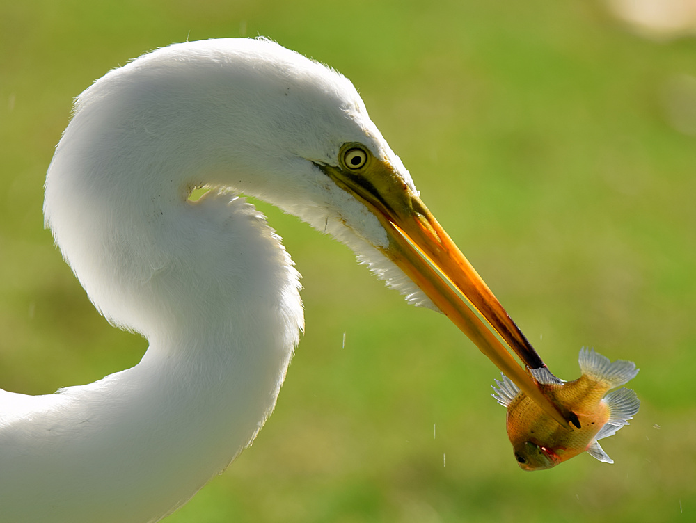 Heron.jpg