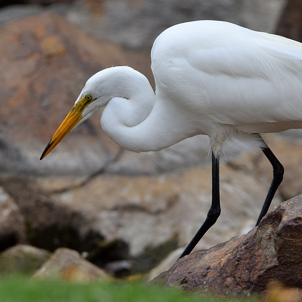 Heron.jpg