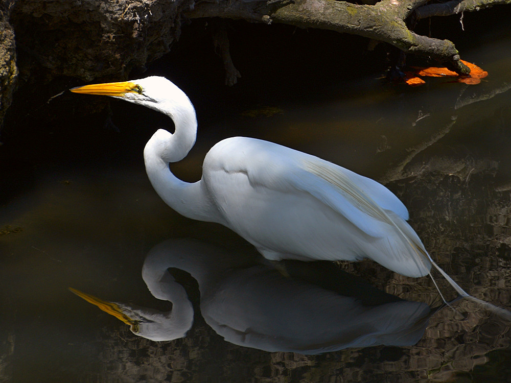 Heron.jpg