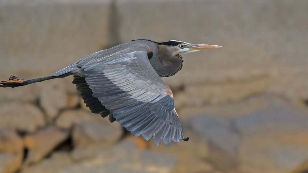 Heron.jpg