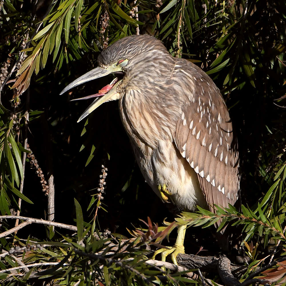 Heron.jpg