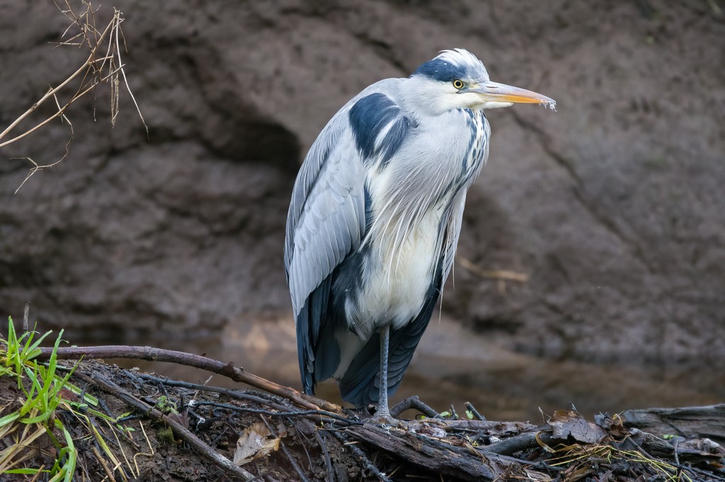 Heron.jpg