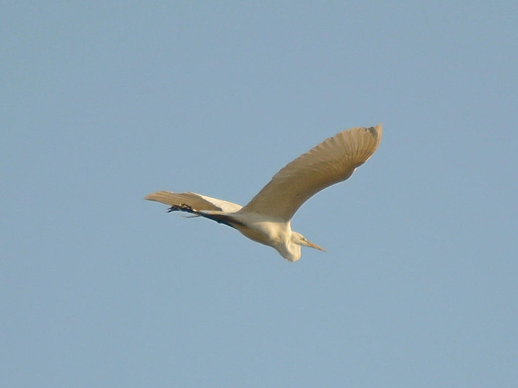 Heron.jpg