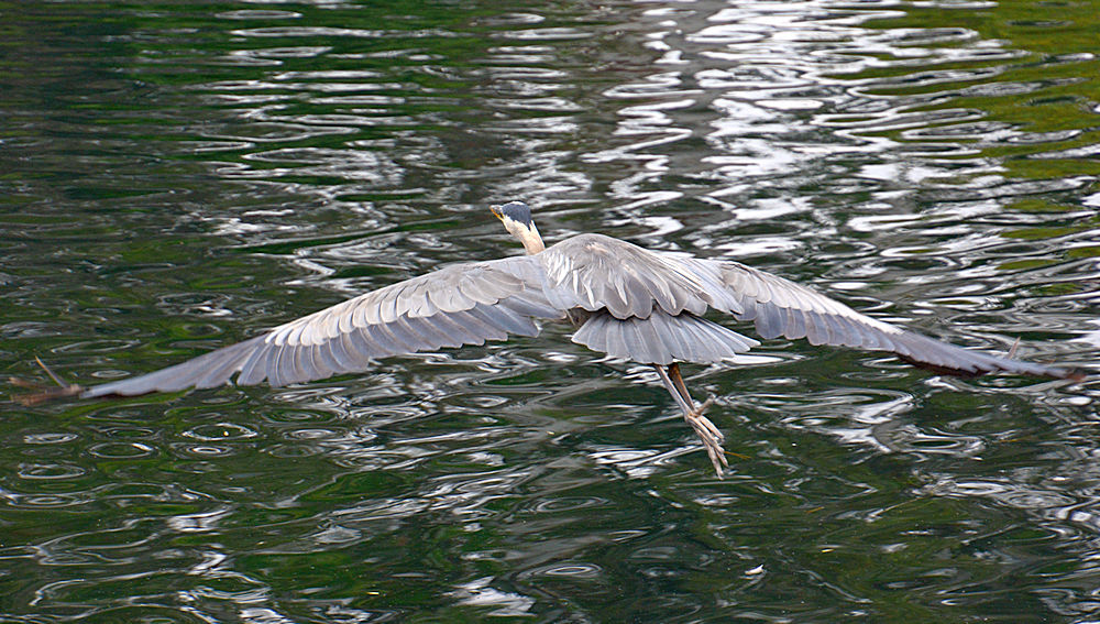 Heron.jpg