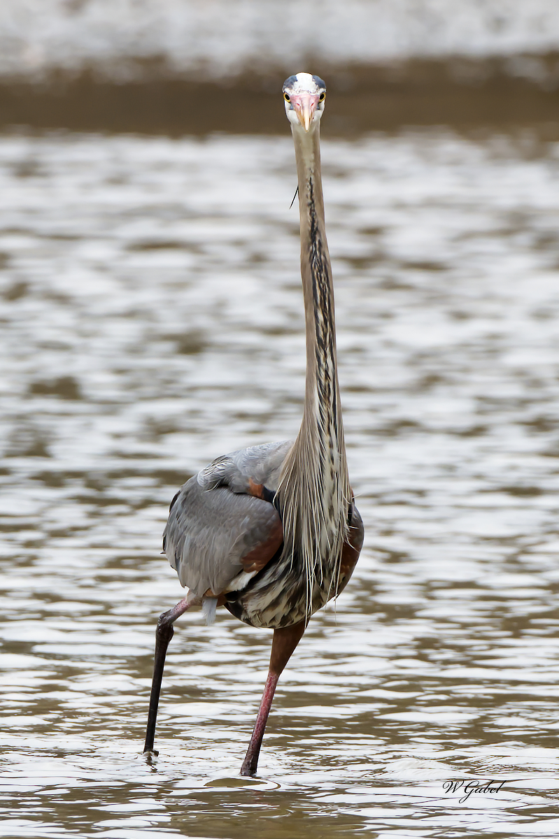 Heron stare sm.jpg