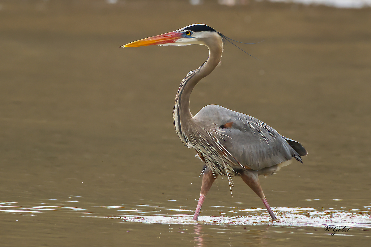Heron walking sm.jpg