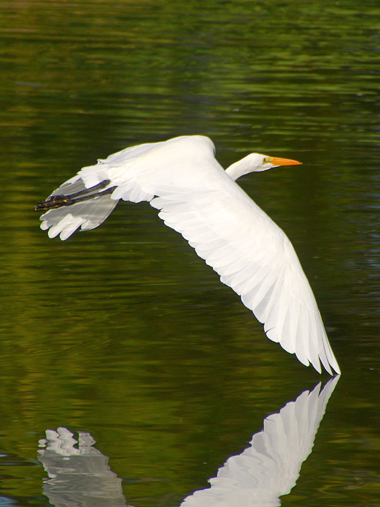 Heron10.jpg