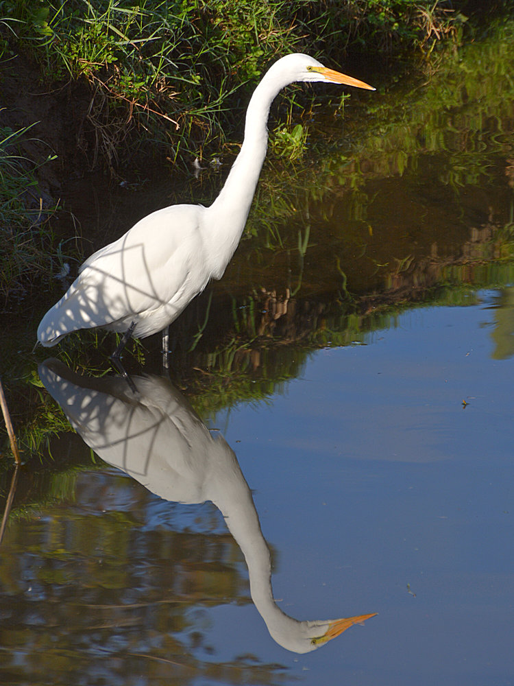 Heron10.jpg
