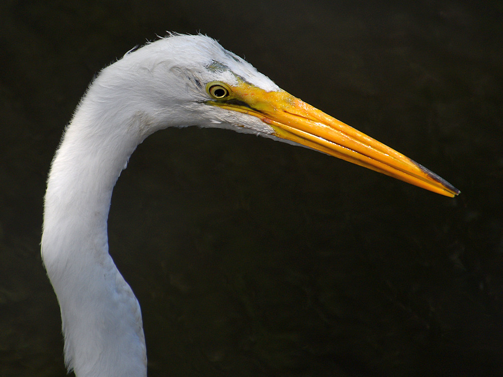 Heron10.jpg