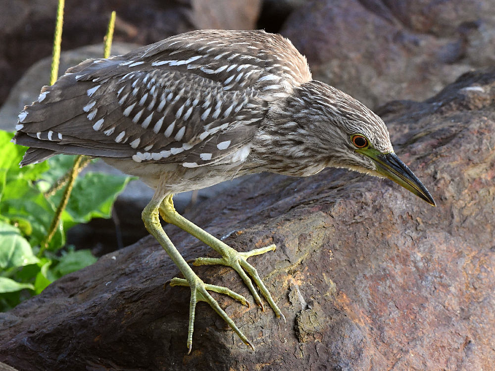 Heron10.jpg