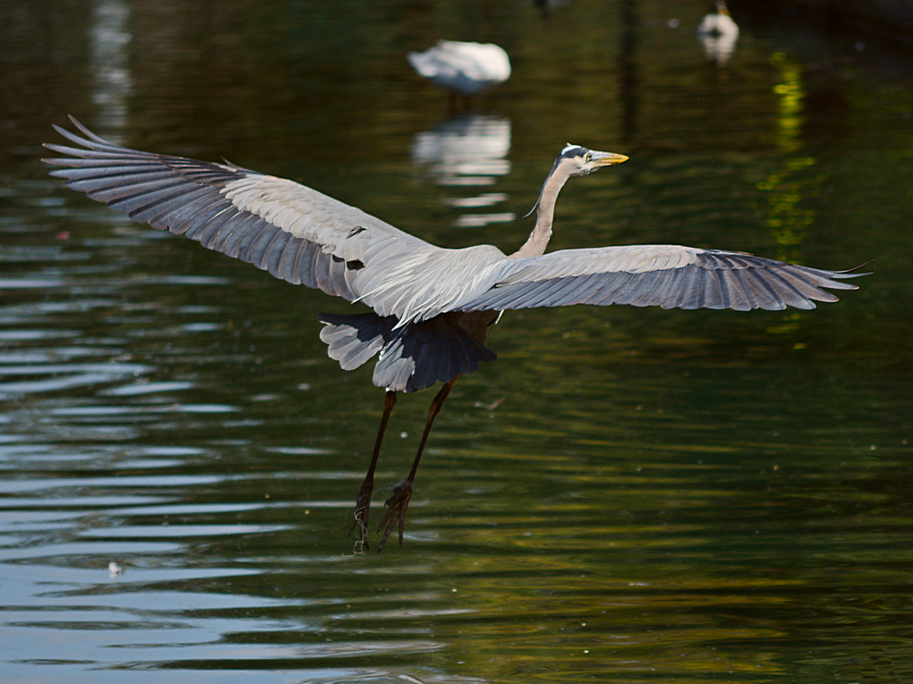 Heron10.jpg