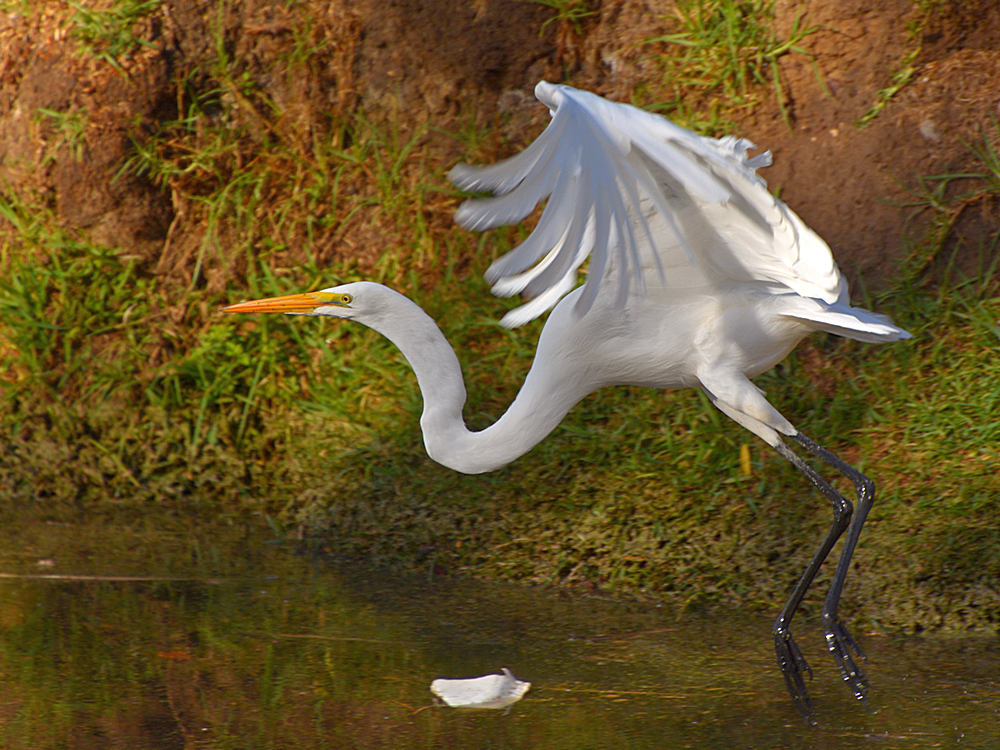 Heron11.jpg
