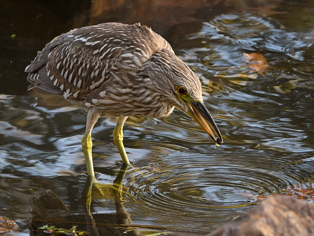 Heron11.jpg