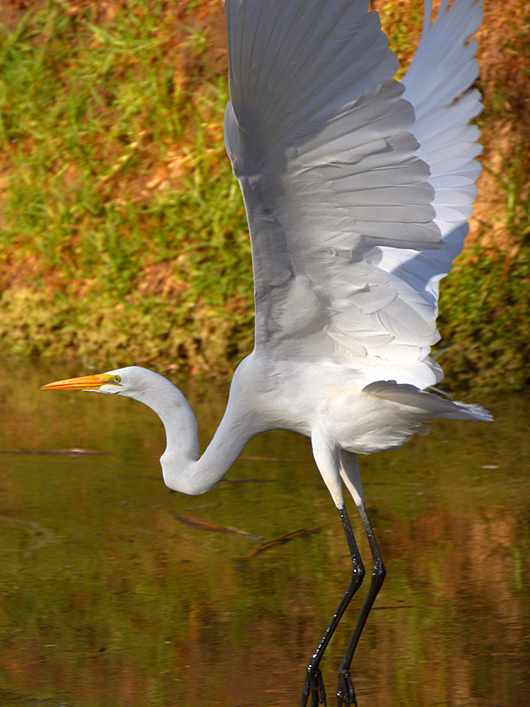 Heron12.jpg