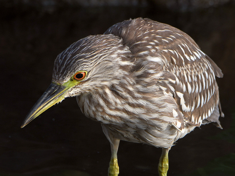 Heron12.jpg