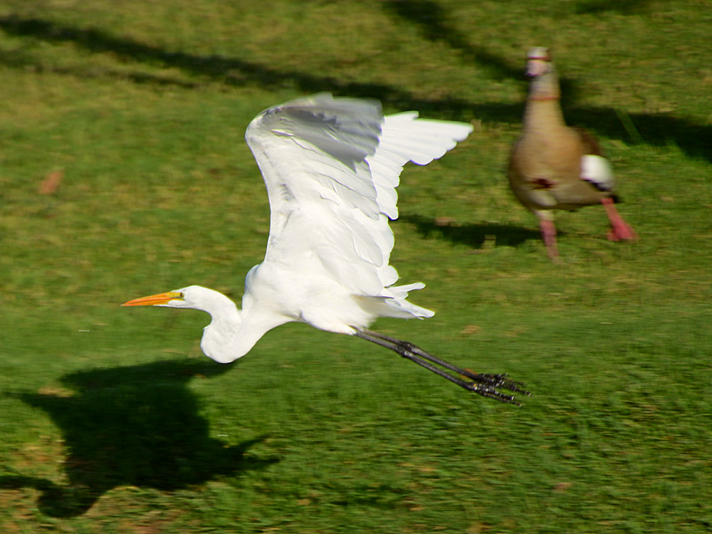 Heron13.jpg
