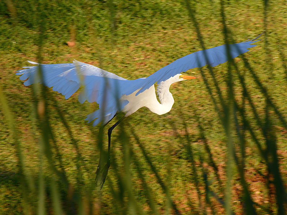 Heron13.jpg