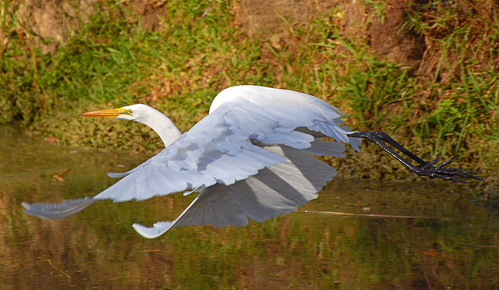 Heron13.jpg