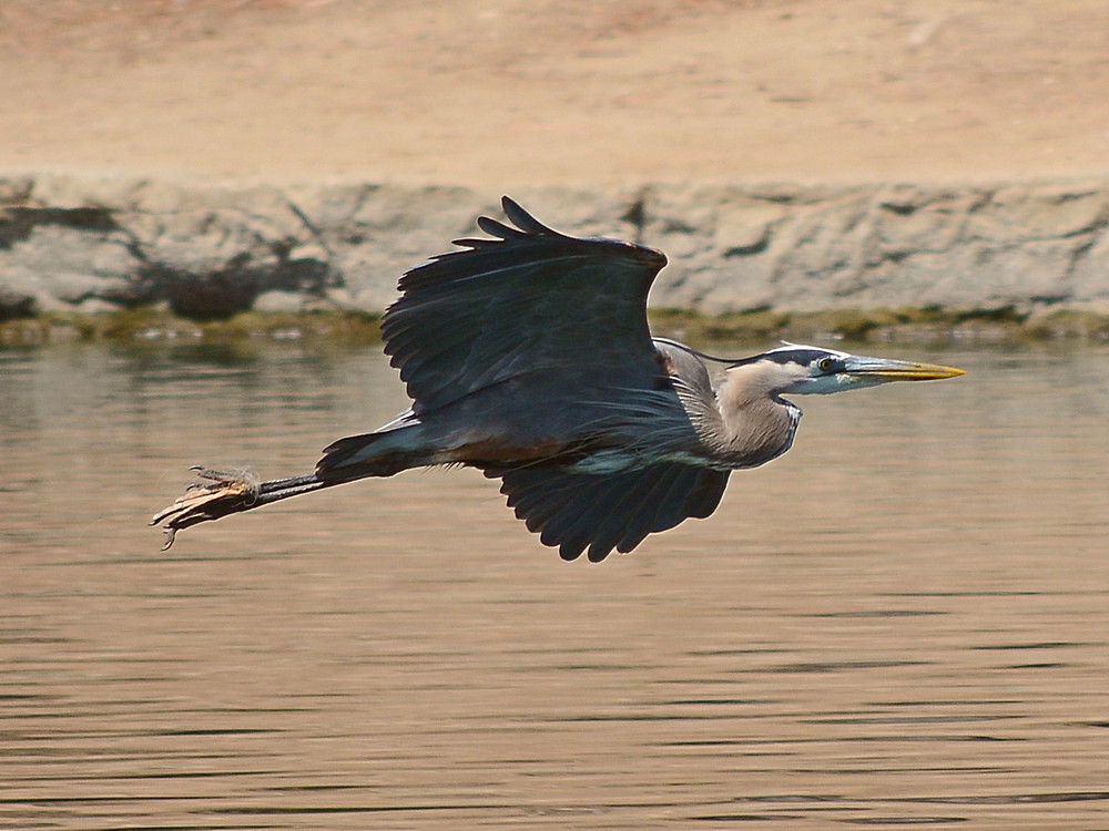 Heron13.jpg