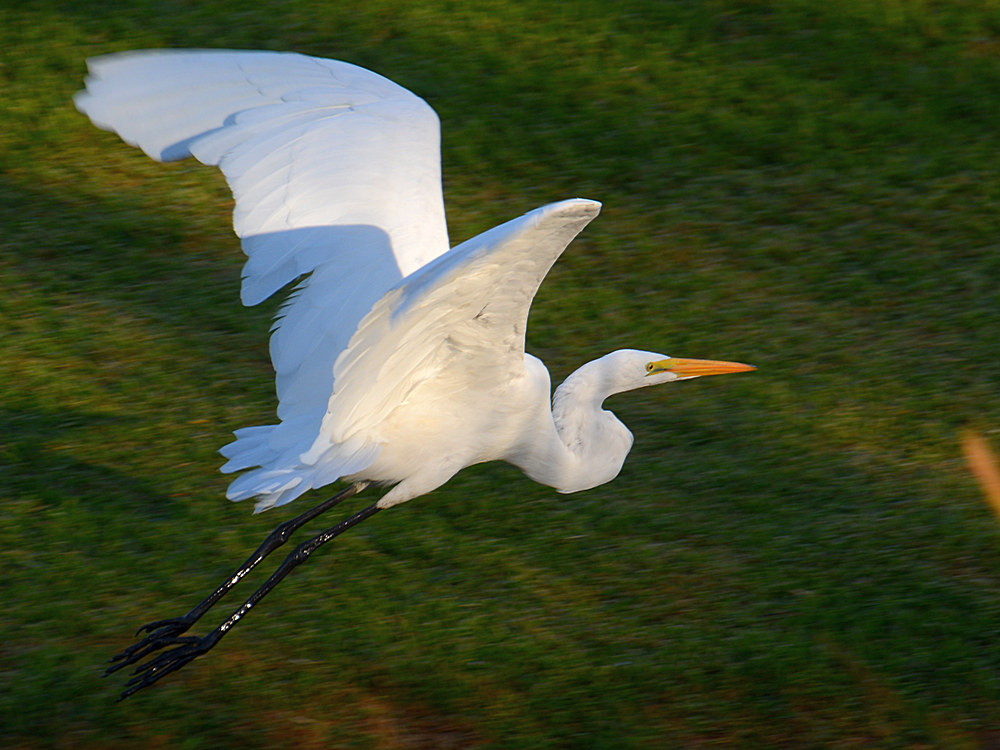 Heron14.jpg