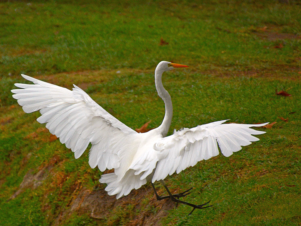 Heron14.jpg