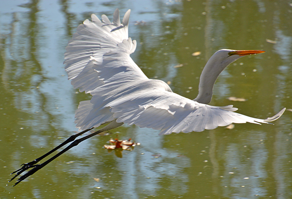 Heron14.jpg