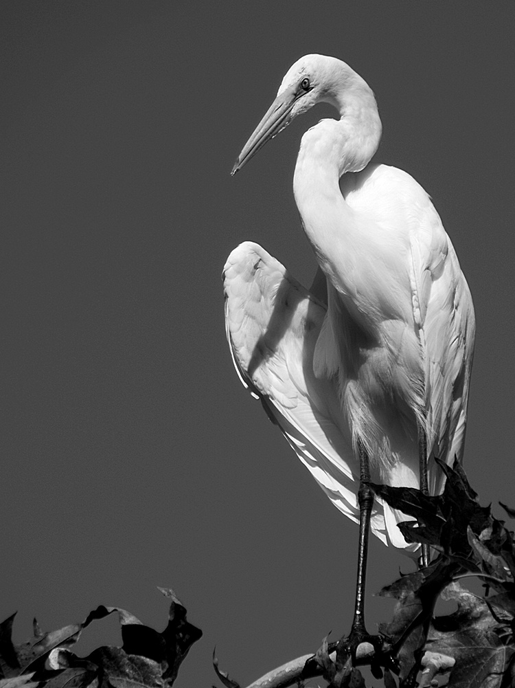 Heron15.jpg
