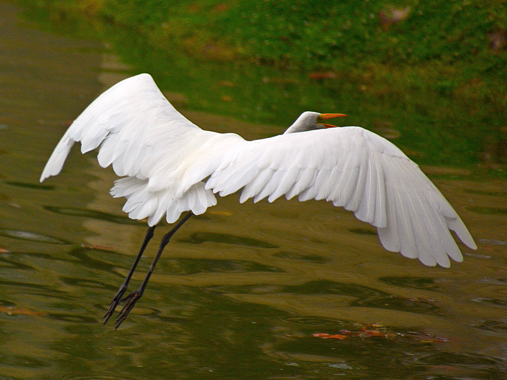 Heron15.jpg