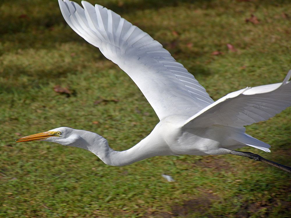 Heron15.jpg